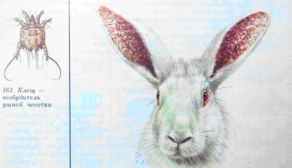 Болезни ушей у кроликов: трясет головой и чешет уши