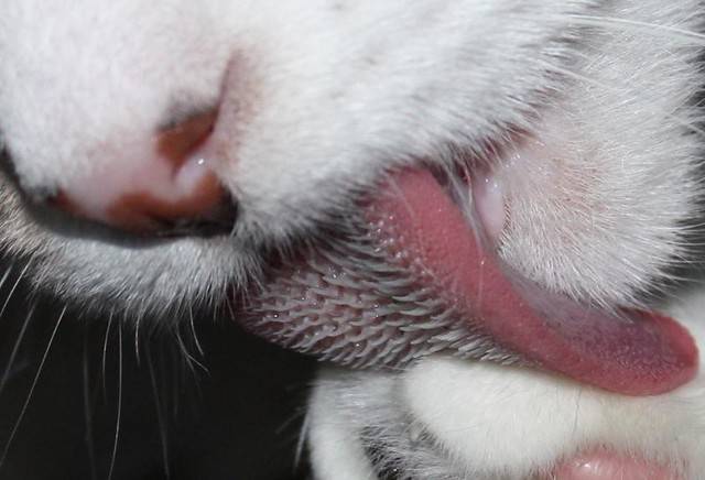 Почему у кота синий язык и как правильно заботиться о нем