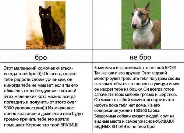 Кого выбрать — кошку или собаку?