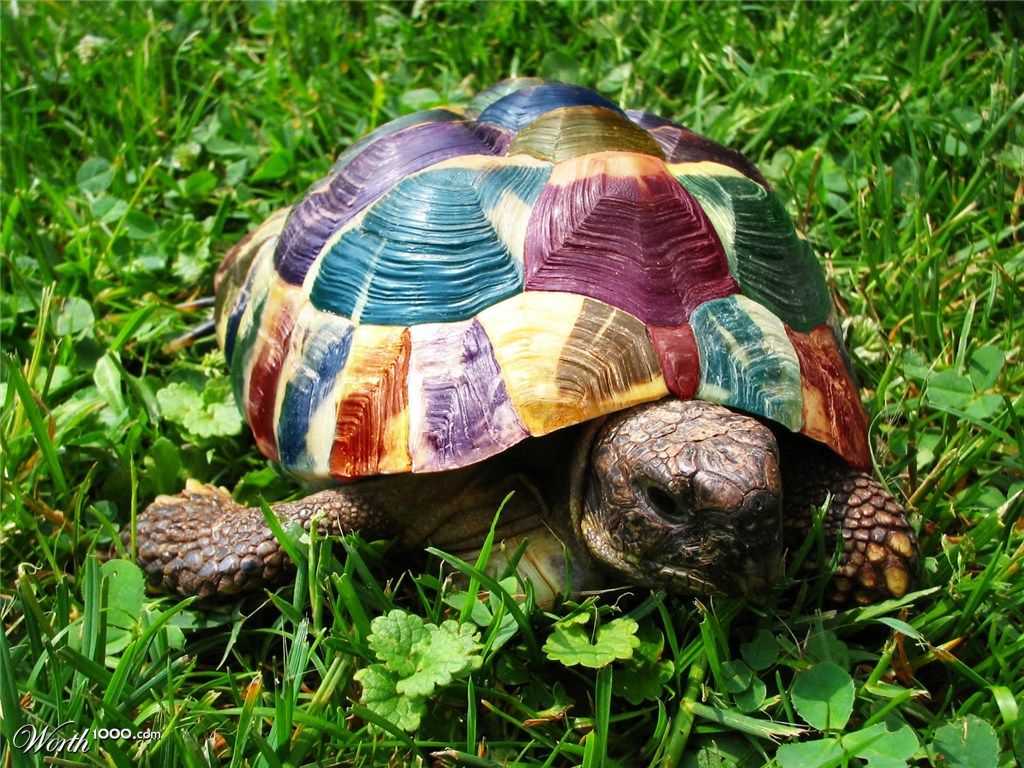 Черепахи живут 300