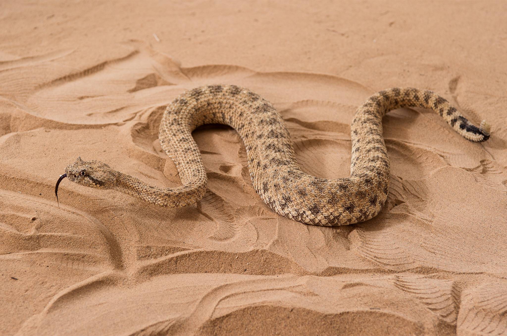 Искушение песчаного змея читать