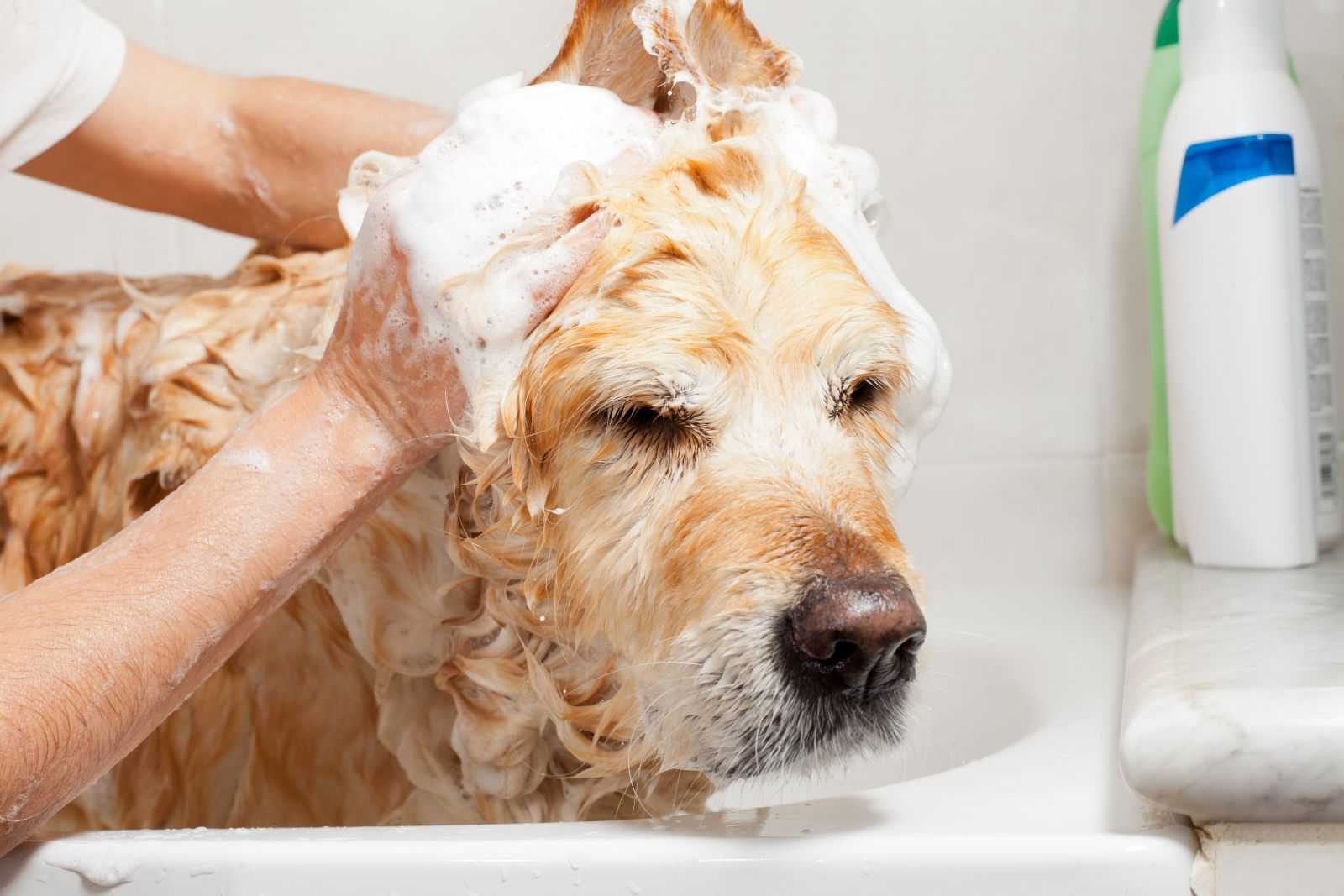 Можно ли мыть собаку шампунем для людей: возможные последствия