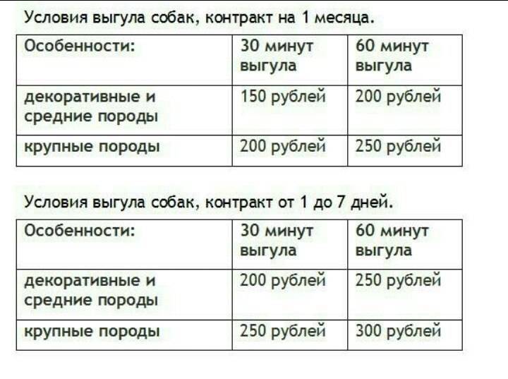 Правила выгула собак: периодичность и длительность прогулок в день