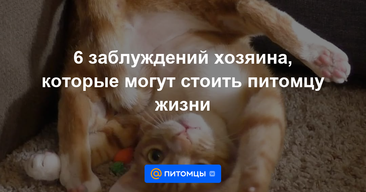 9 заблуждений хозяев о туалетных проблемах кошек - gafki.ru