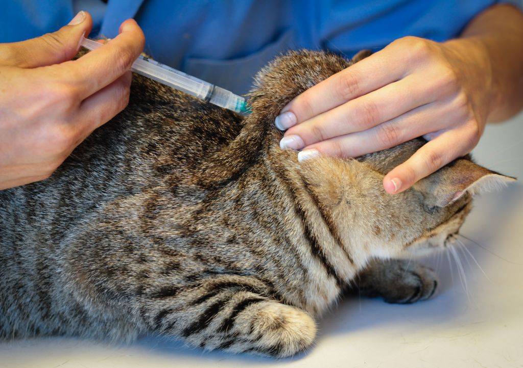 Как сделать укол кошке - пошаговая инструкция
