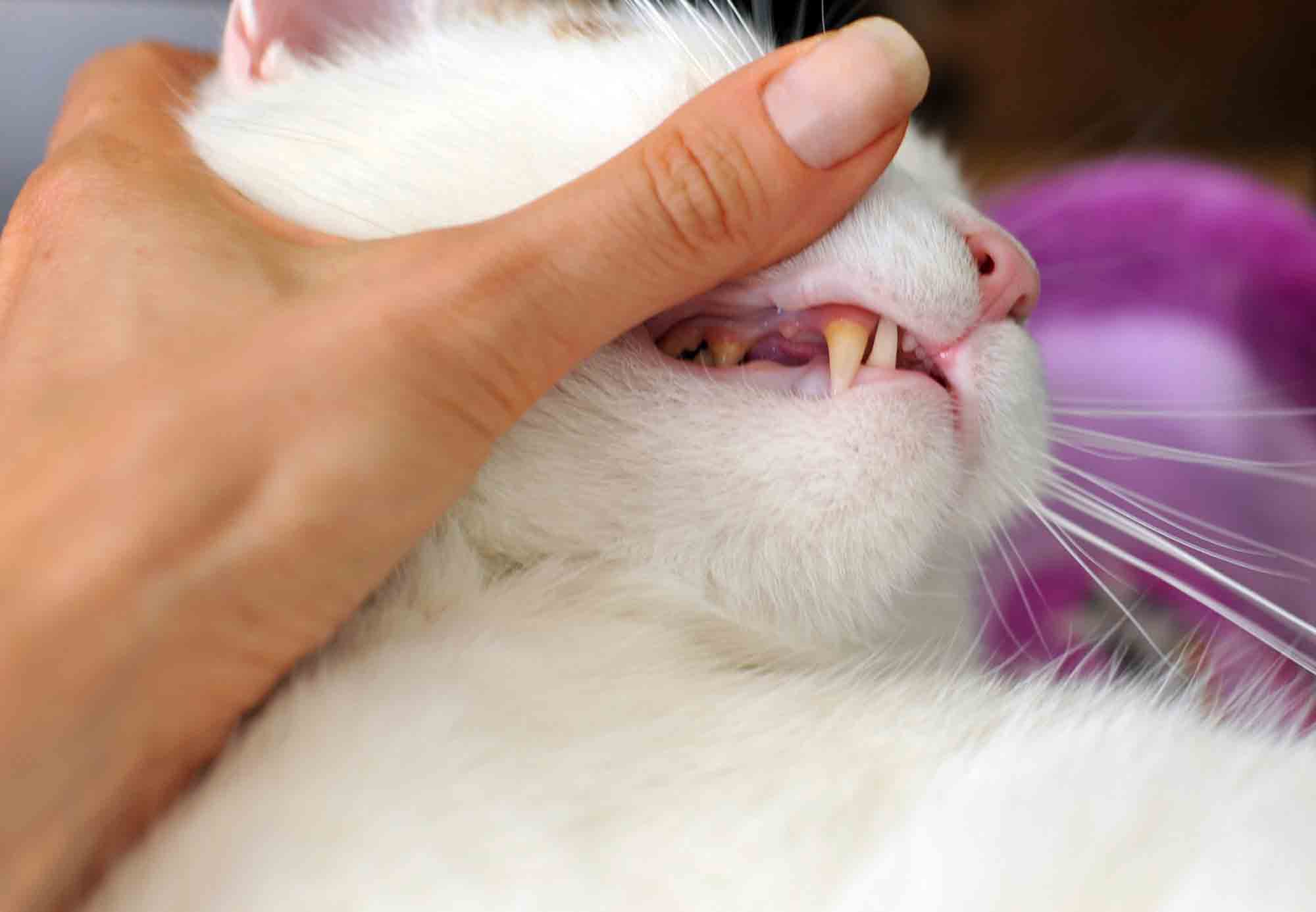 Кальцивироз у кошек — пошаговая схема лечения в домашних условиях с точным прогнозом течения болезни
