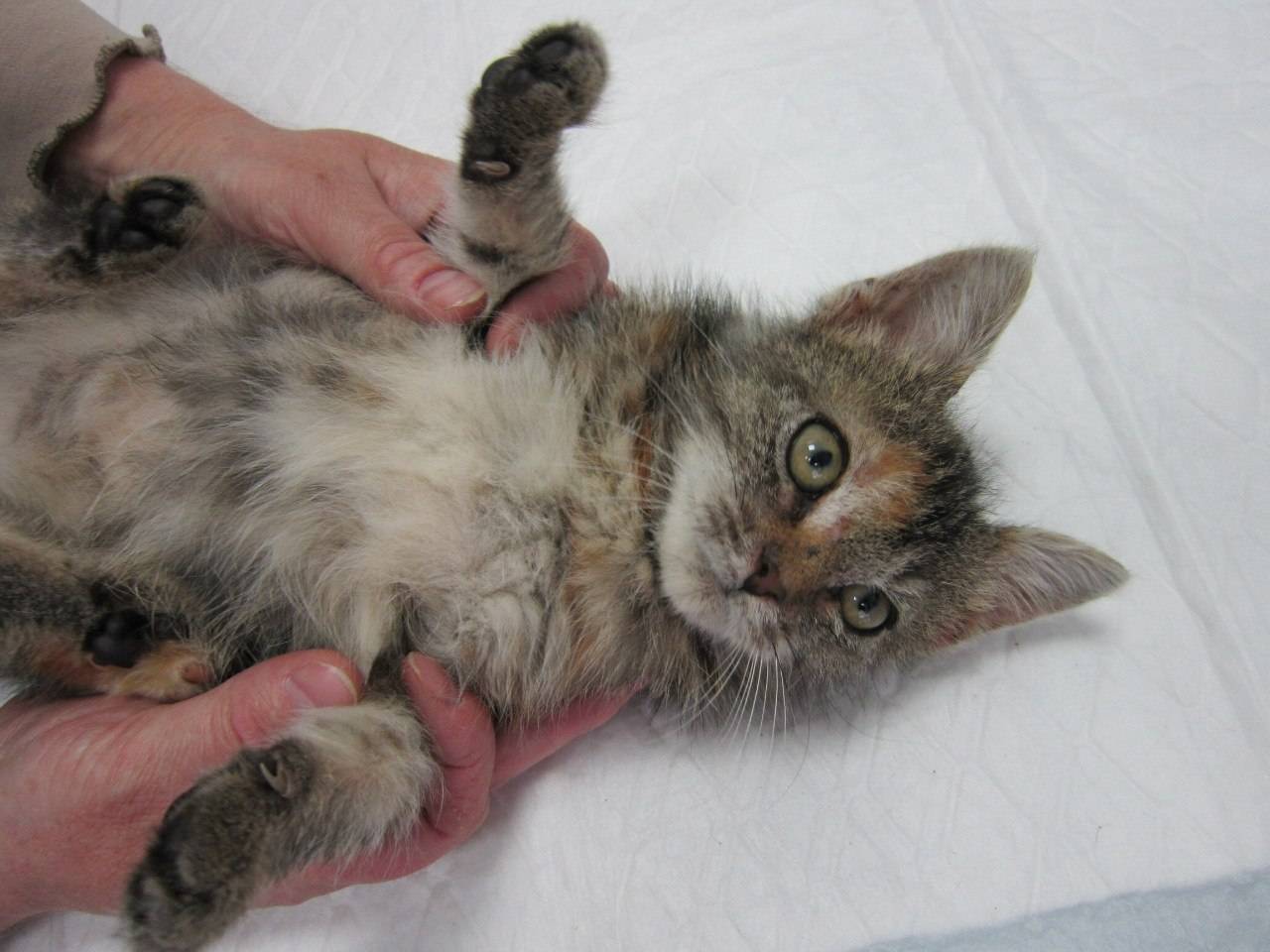 Блошиный дерматит у кошек: симптомы и лечение домашнего любимца