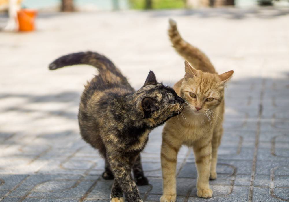 Как успокоить кошку, которая просит кота
