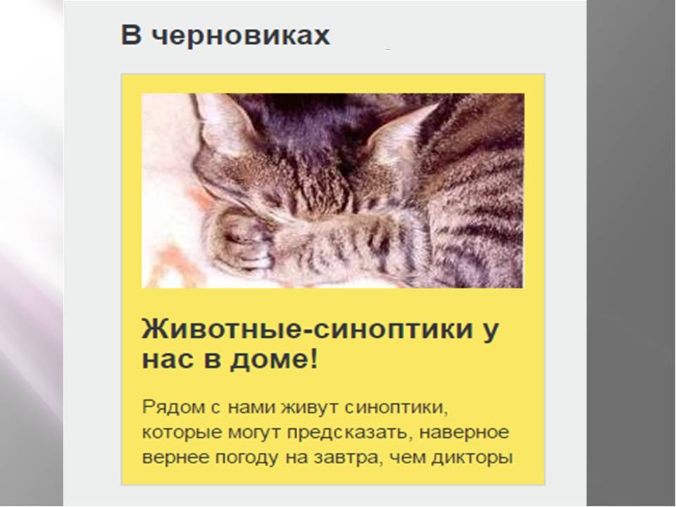 Народные приметы о погоде по животным, как предсказать по их поведению