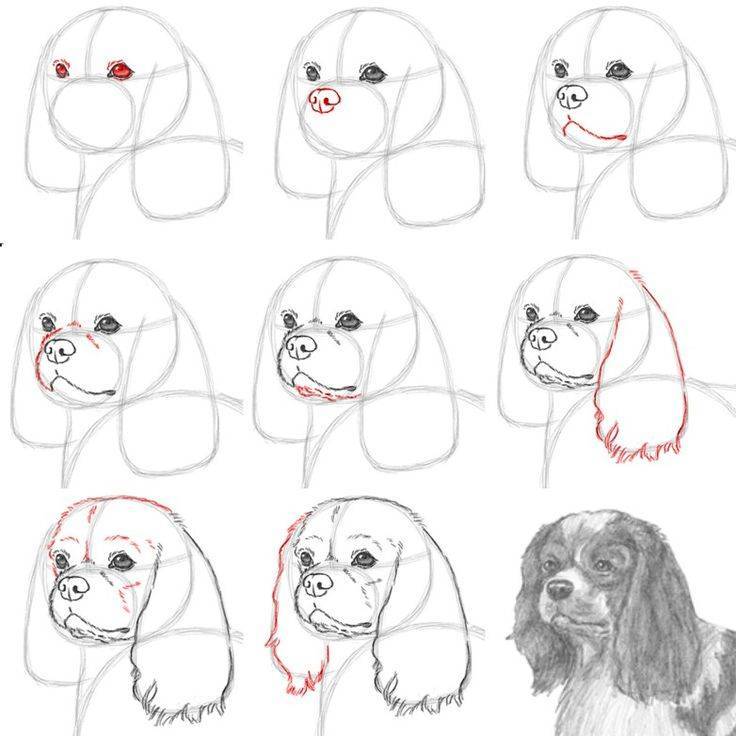 Как нарисовать собаку поэтапно карандашом — три легких мастер-класса для начинающих