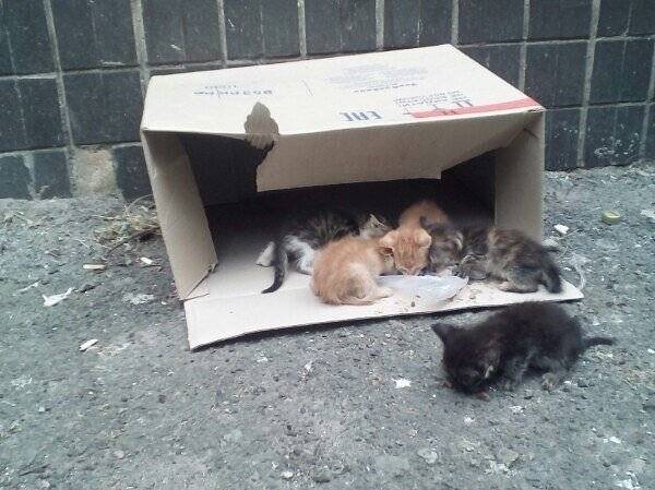 Бездомные котята в коробке. Выброшенные животные в коробке. Коробка с бездомными котятами. Бездомная кошка в коробке. Можно ли отдать котенка