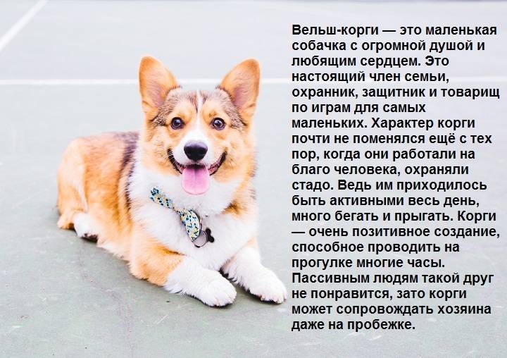Корги уход и содержание. советы ветеринара по уходу, воспитанию и содержанию за вельш корги.