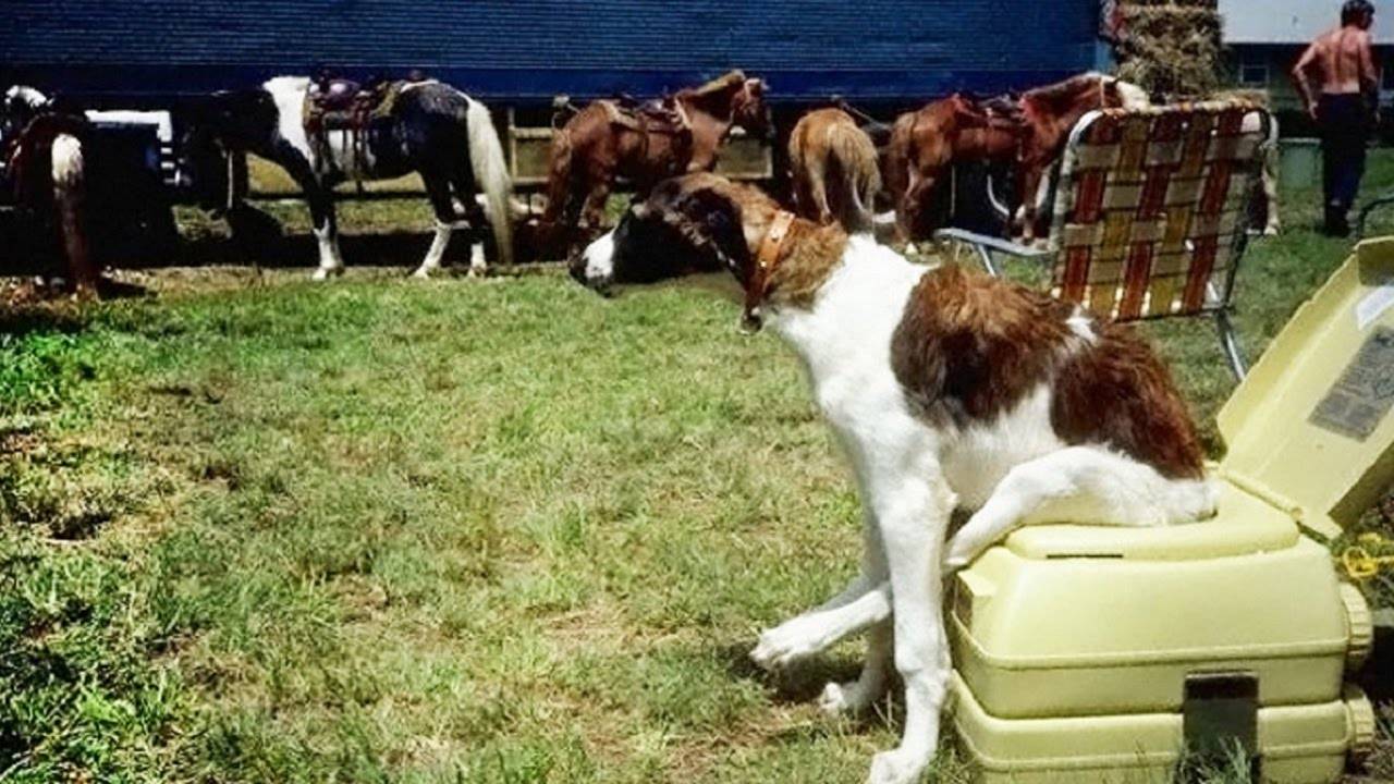 Как приучить щенка к улице