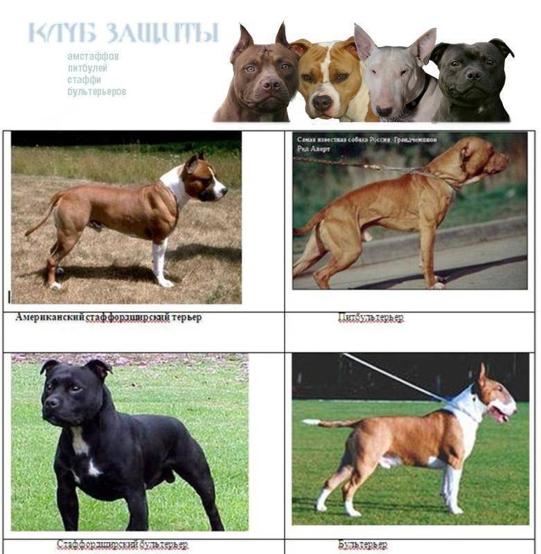 Бульдоги: группа собак