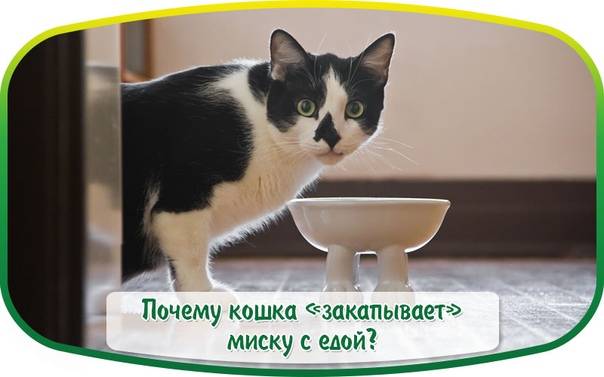 Почему кошки после того, как поедят, закапывают еду и скребут пол рядом с миской?