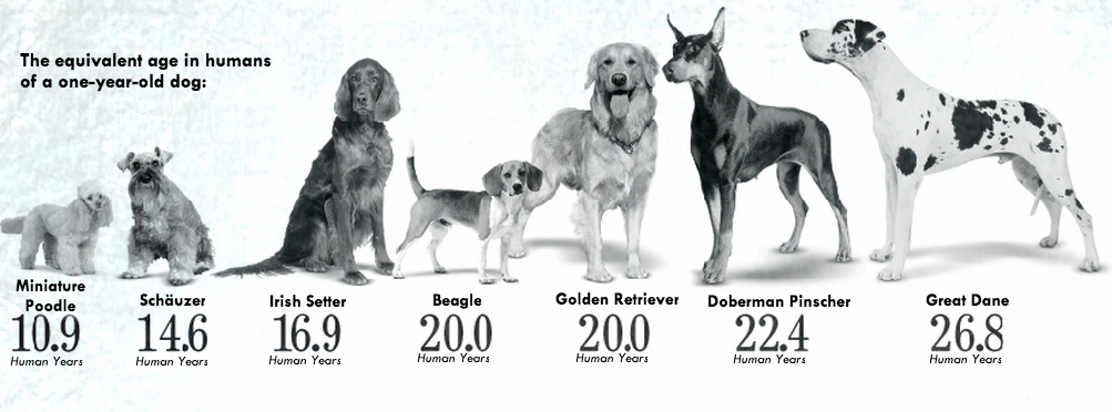 Сколько лет в среднем живут собаки