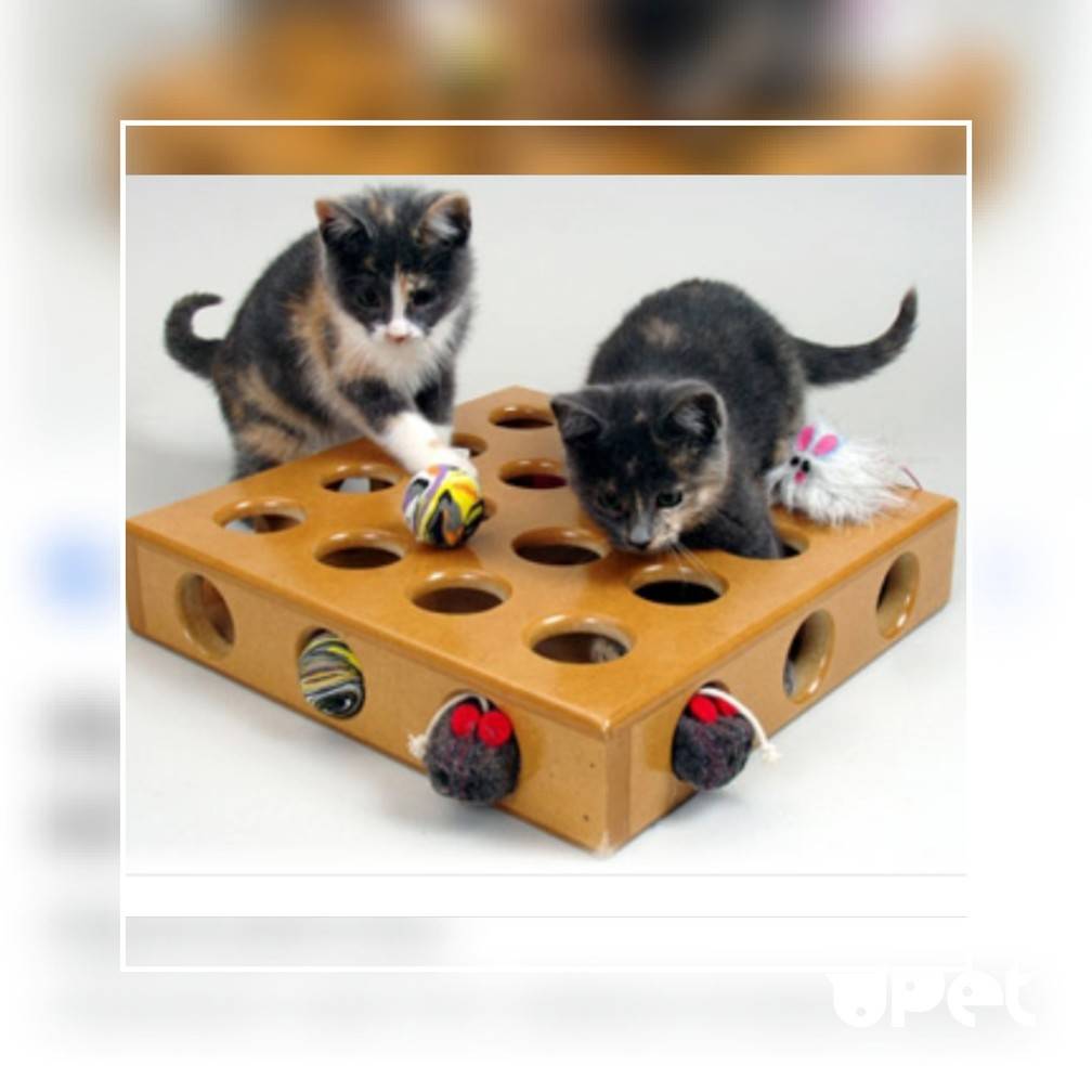 Игрушки для кошек: 110 фото лучших моделей игрушек 2021 года