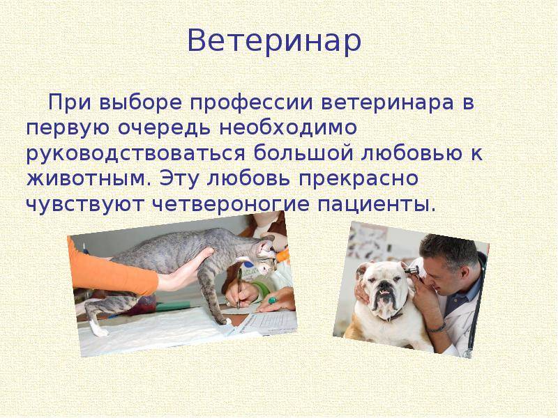 Ветеринар презентация для детей