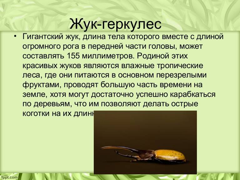 Жук-геркулес: как содержать жука-геркулеса в домашних условиях?