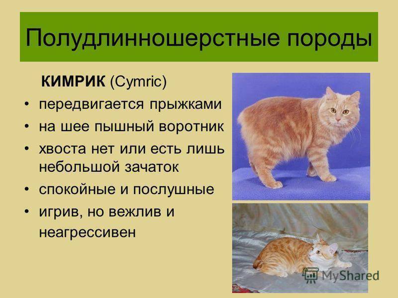 Кимрик или уэльская кошка - мир кошек
