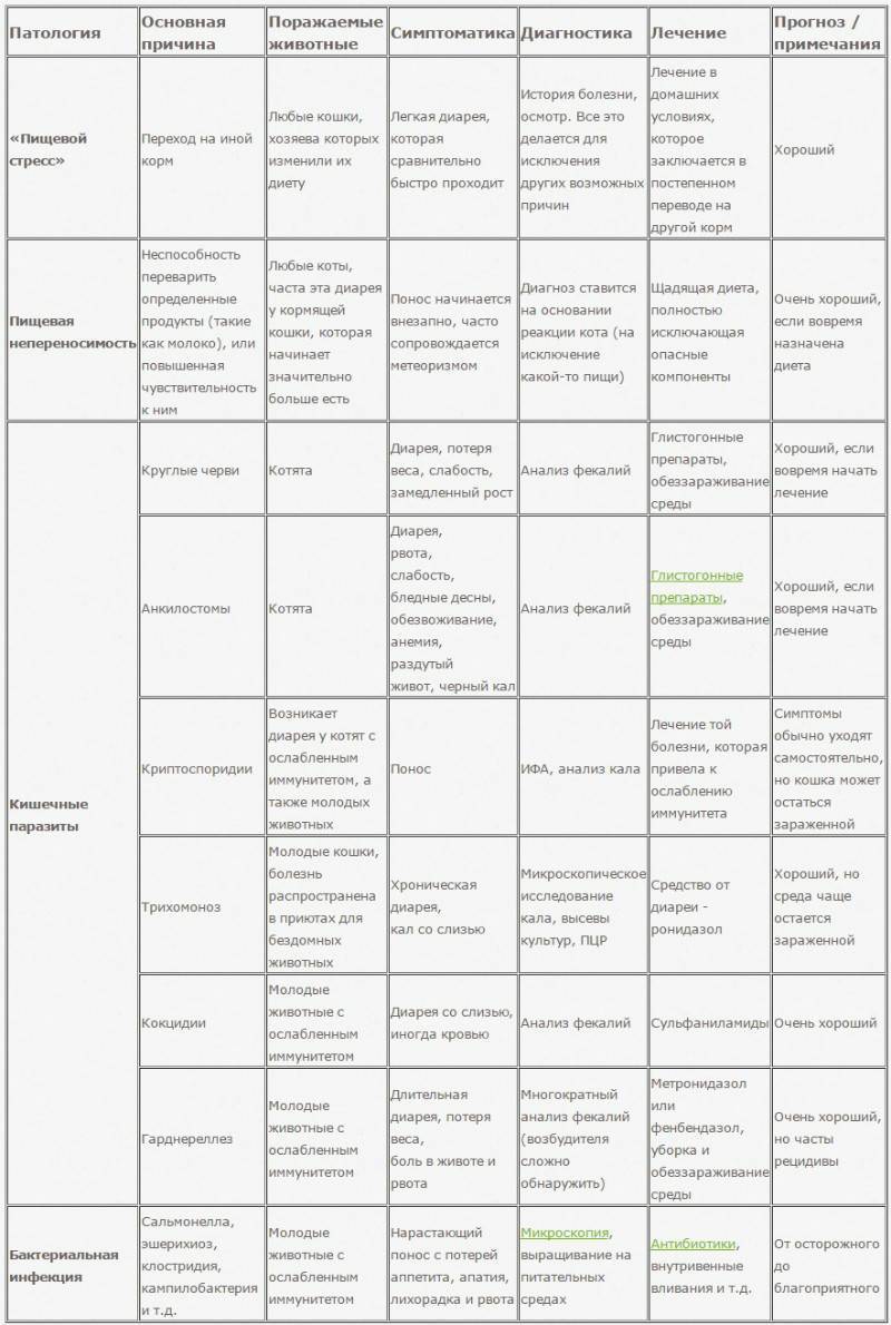 15 распространенных болезней домашних кошек и их симптомы