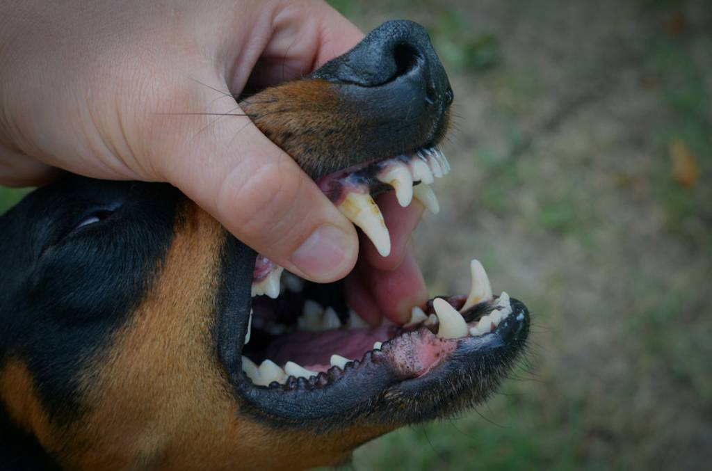 Почему собак грызет хвост: причины, рекомендации что предпринять