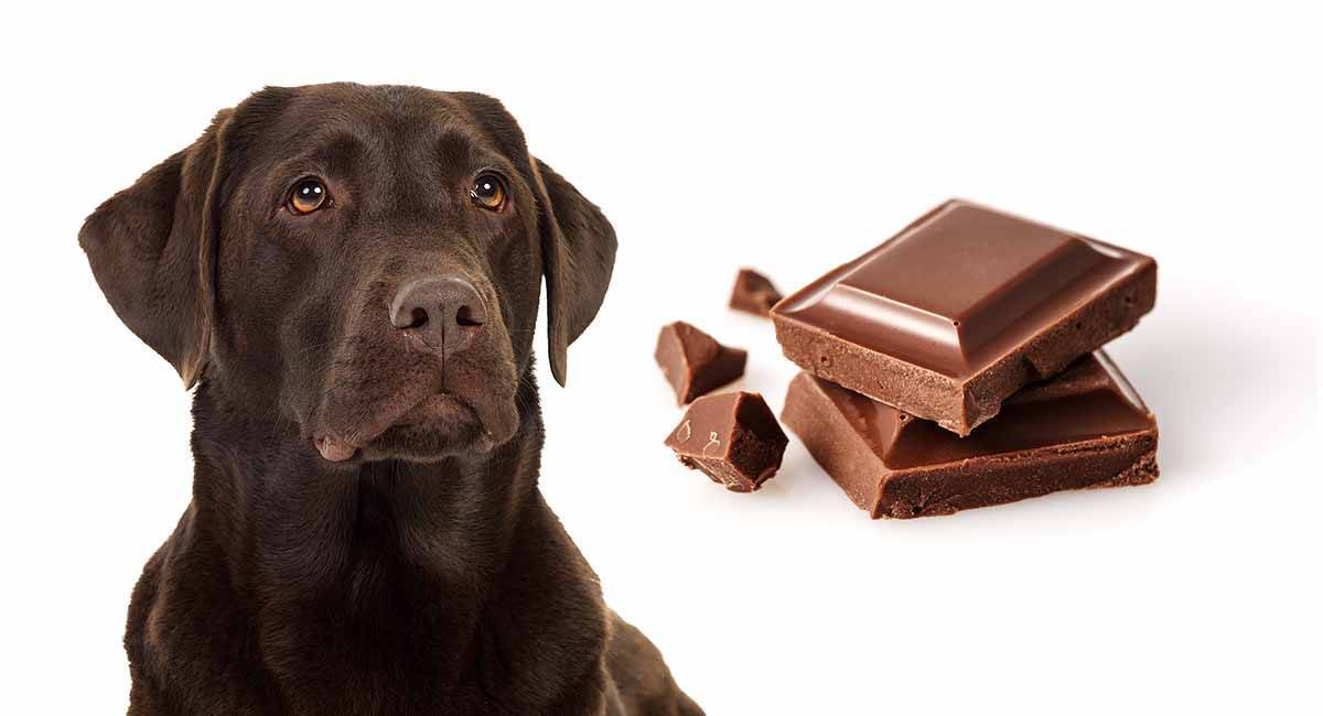 Собака съела шоколад: что делать при отравлении и какая доза считается смертельной? что будет, если дать питомцу много лакомства?