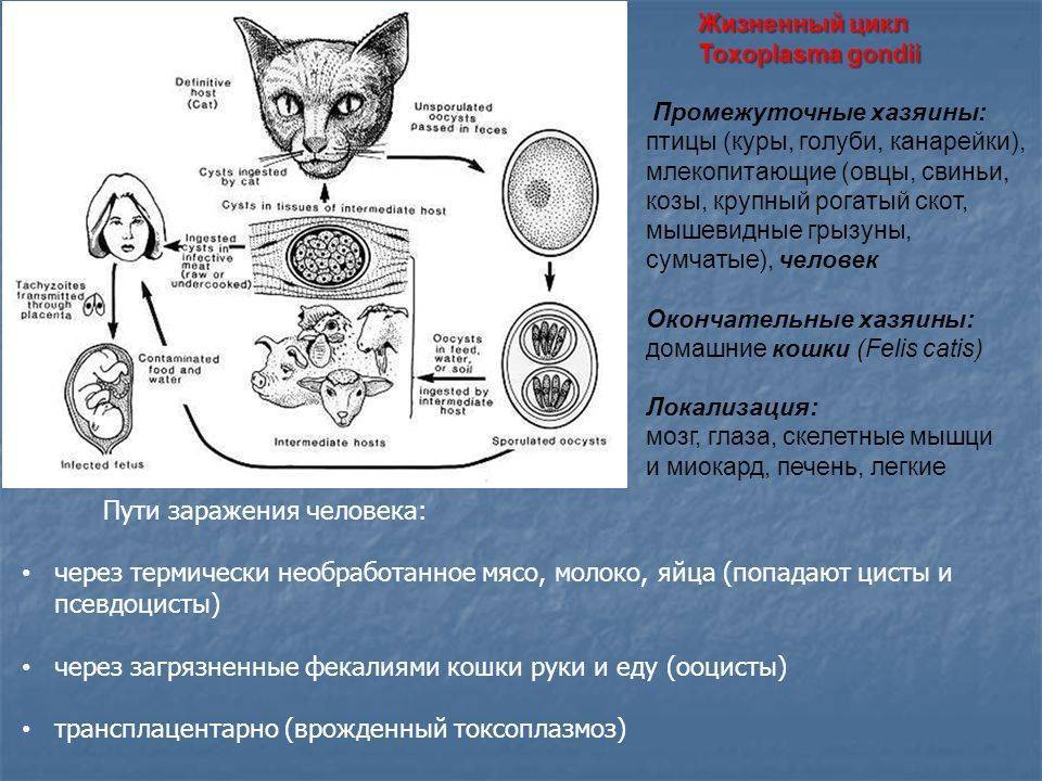 Токсоплазмоз у кошек: симптомы и лечение болезни
