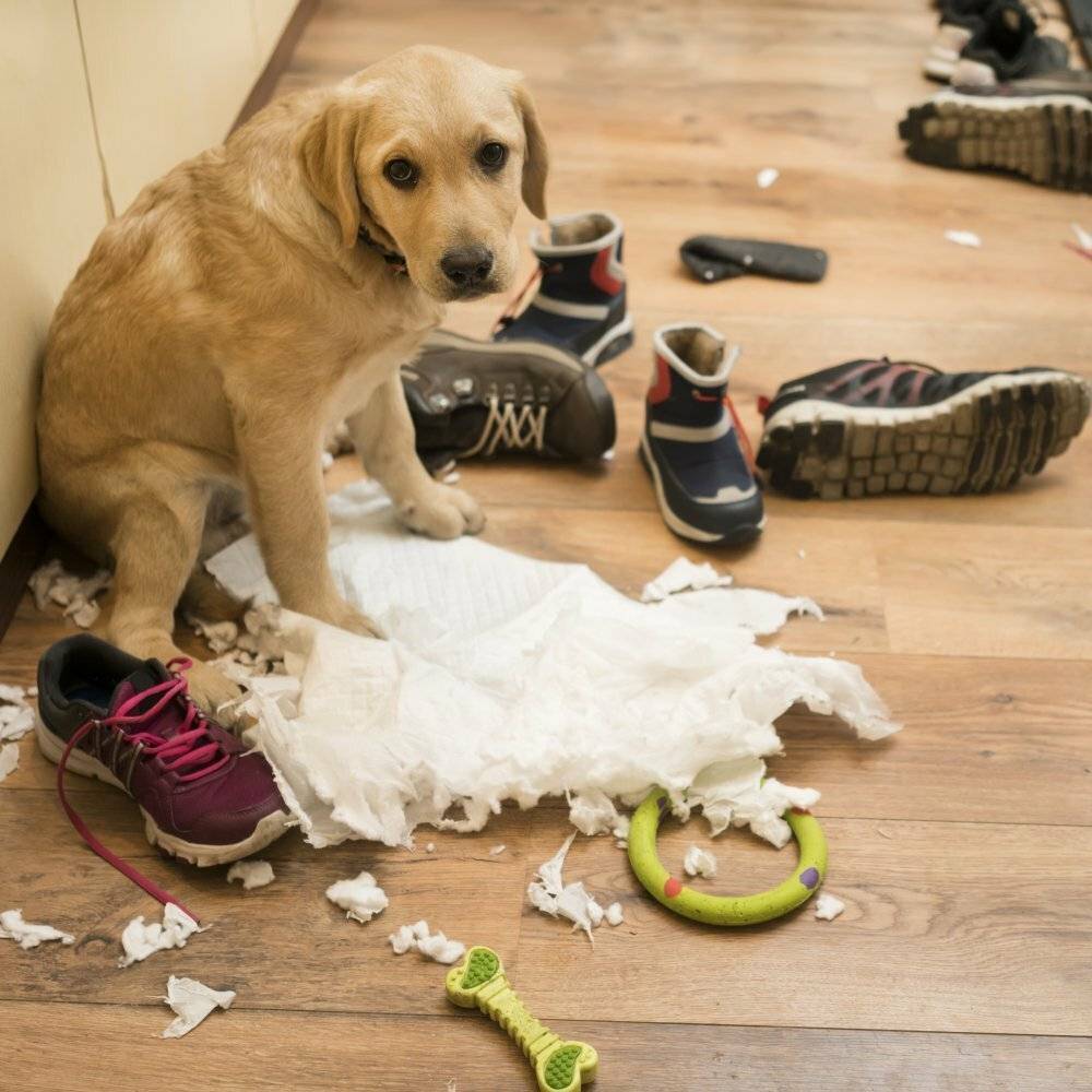 ᐉ как заставить собаку прекратить грызть вещи, которые ей грызть не следует - ➡ motildazoo.ru