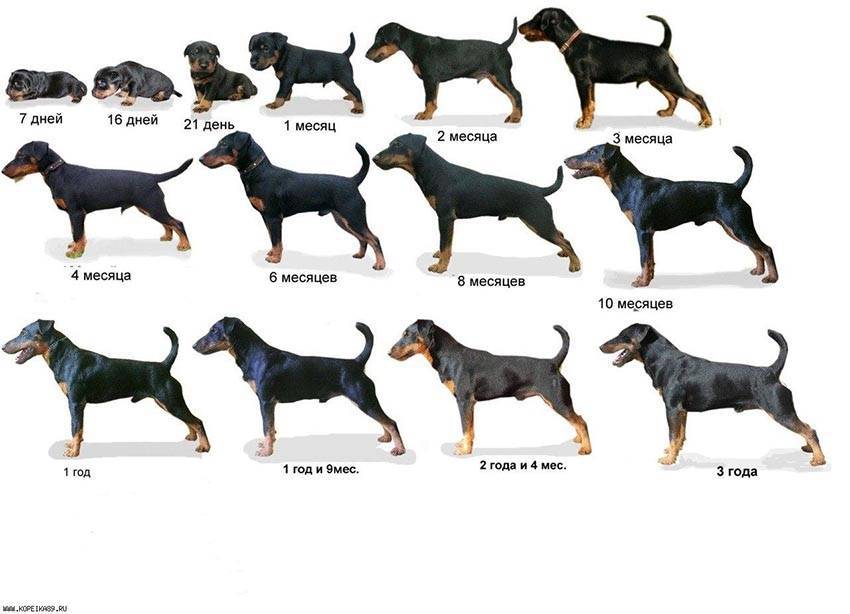 Средние породы собак. описания, особенности, названия и виды средних пород собак | животный мир