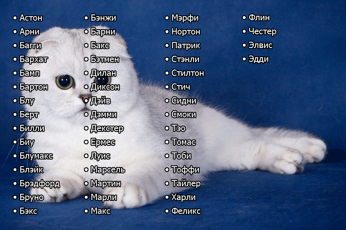 Имена и клички для кошек: как назвать котёнка девочку рыжего, чёрного, серого, белого или других окрасов