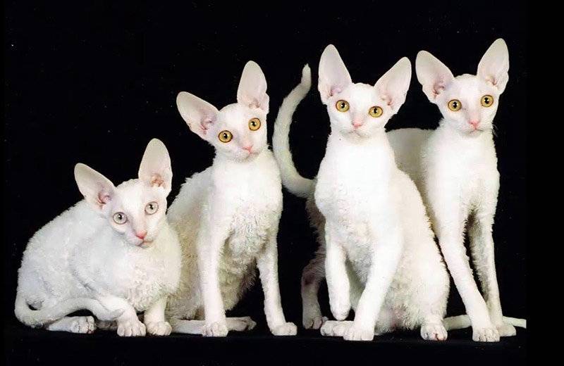 Десять самых умных пород кошек — описание и особенности характера