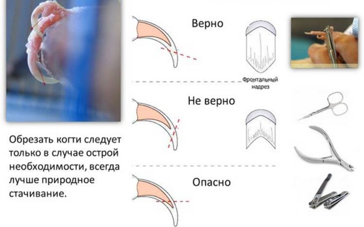 Как подстричь когти собаке правильно и без боли?