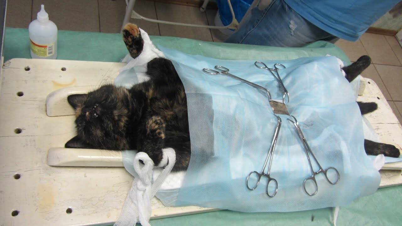 Уретростомия у кота: осложнения после операции и показания к проведению