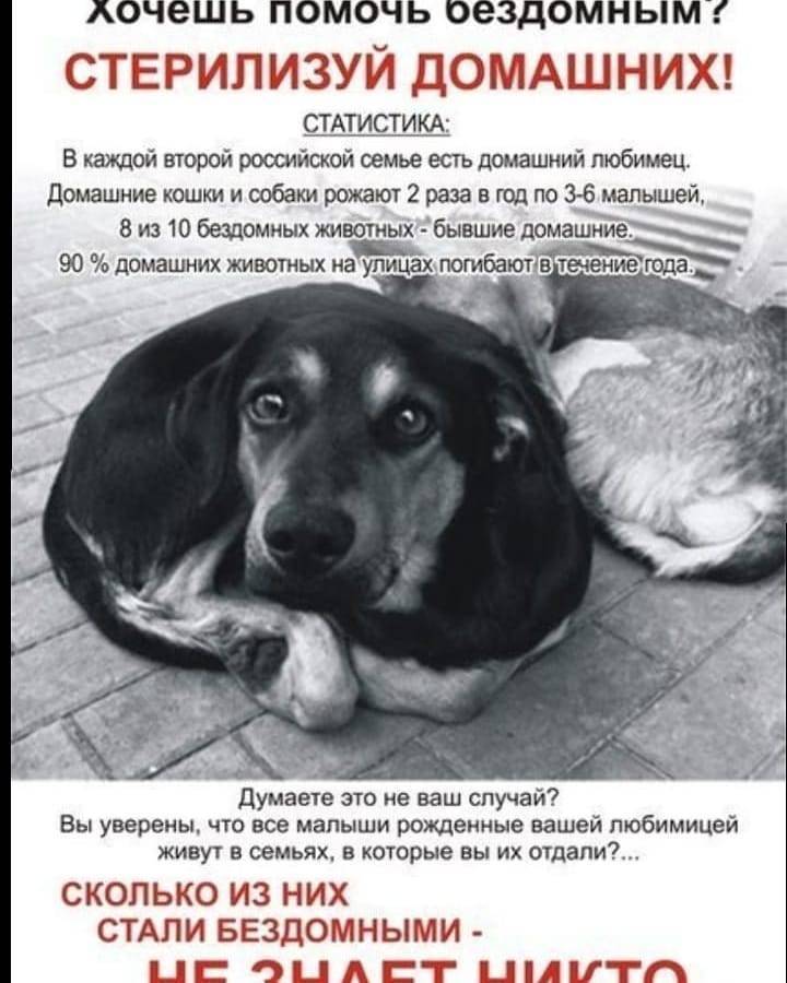 10 способов помочь бездомным животным