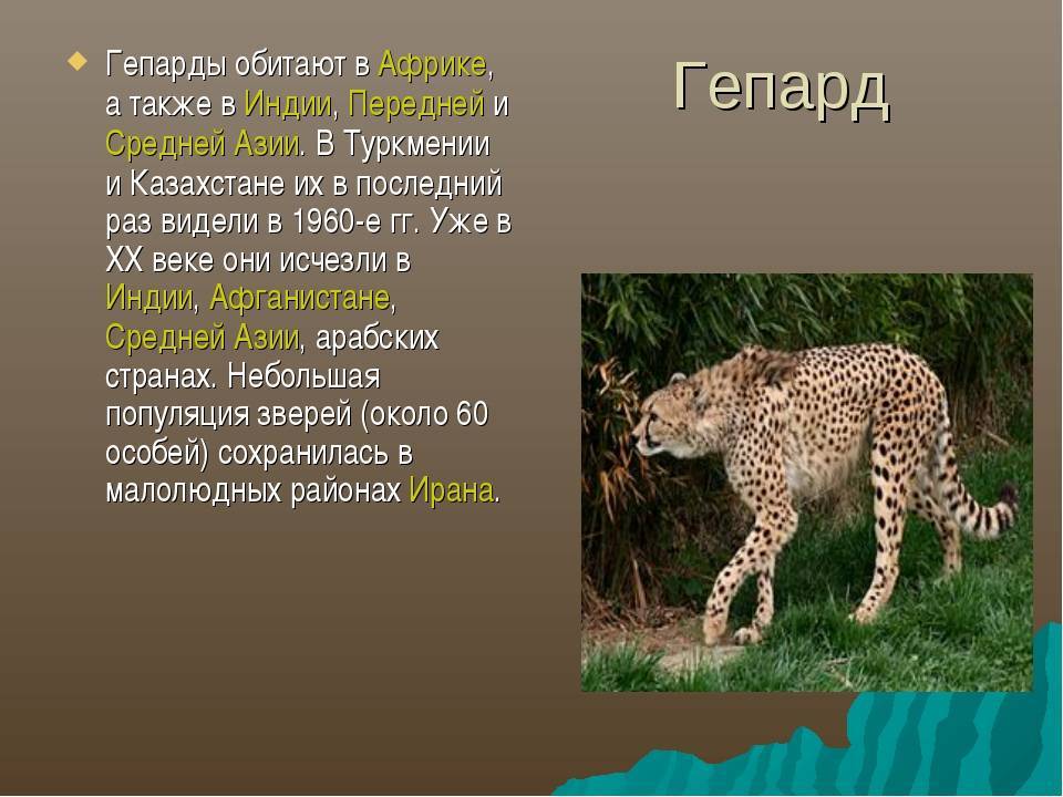 Азиатская леопардовая кошка – описание вида, фото, условия содержания.