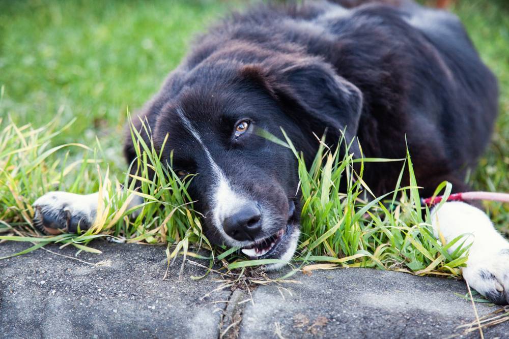 Почему собака ест траву на улице: какая причина, можно ли кушать много, что значит, если рвёт или срыгивает