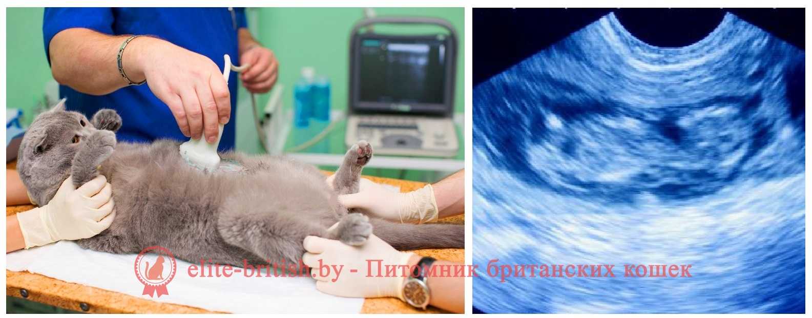 Как понять, что кошка беременна: на каком сроке, ранние признаки