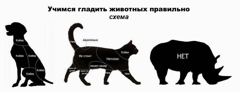 Болит живот у кошки - симптомы, лечение, препараты, причины появления | наши лучшие друзья