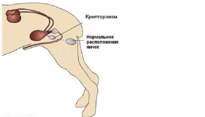Крипторх у собак: что это такое и чем опасно