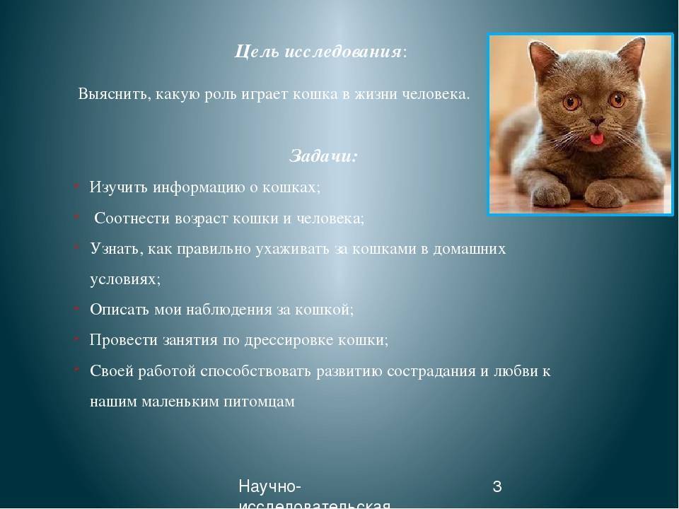 Зачем кошке хвост?