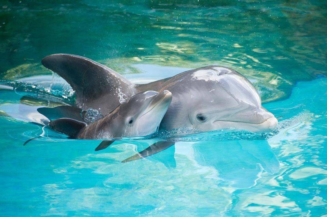 Дельфины черного моря — описание видов, образ жизни