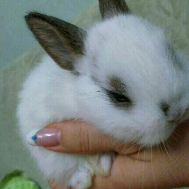 Сколько стоит маленький декоративный кролик