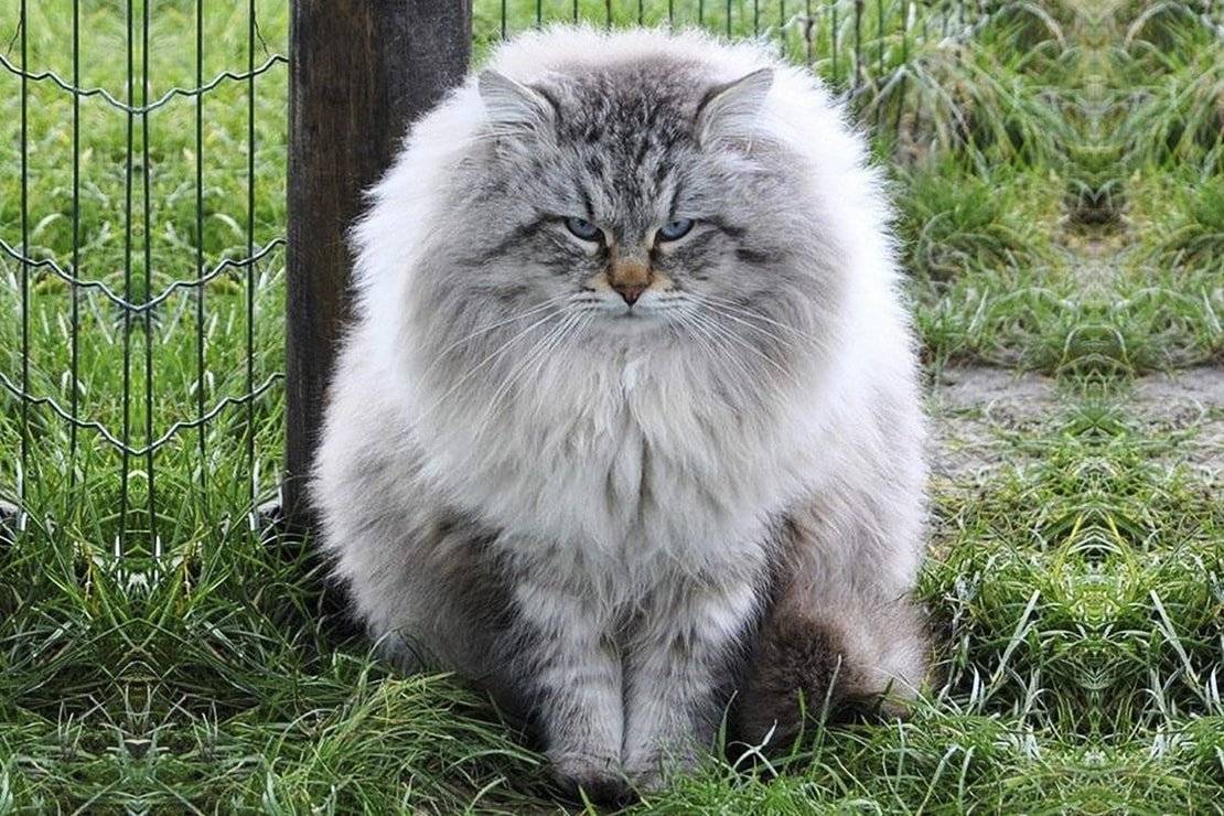 Кот сибирской породы. Сибирская длинношерстная кошка. Сибирская длинношерстная кошка европейская. Порода кошек Сибирская агути. Включи пушистый рай