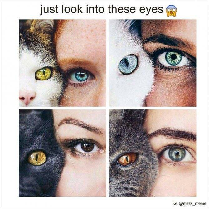 Когда у котят меняется цвет глаз: в каком возрасте, причины изменения цвета