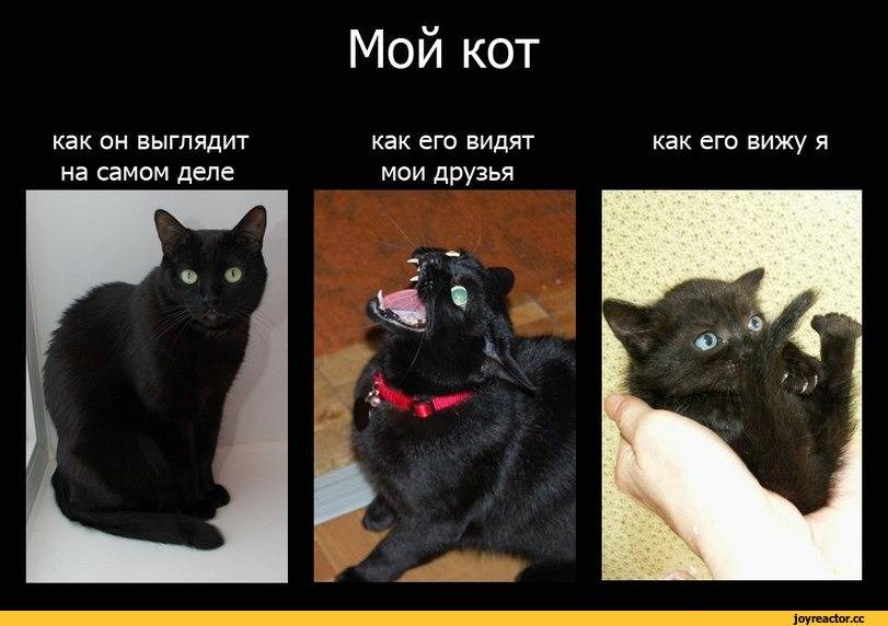 Кошки воспринимают хозяев как своих родителей - hi-news.ru