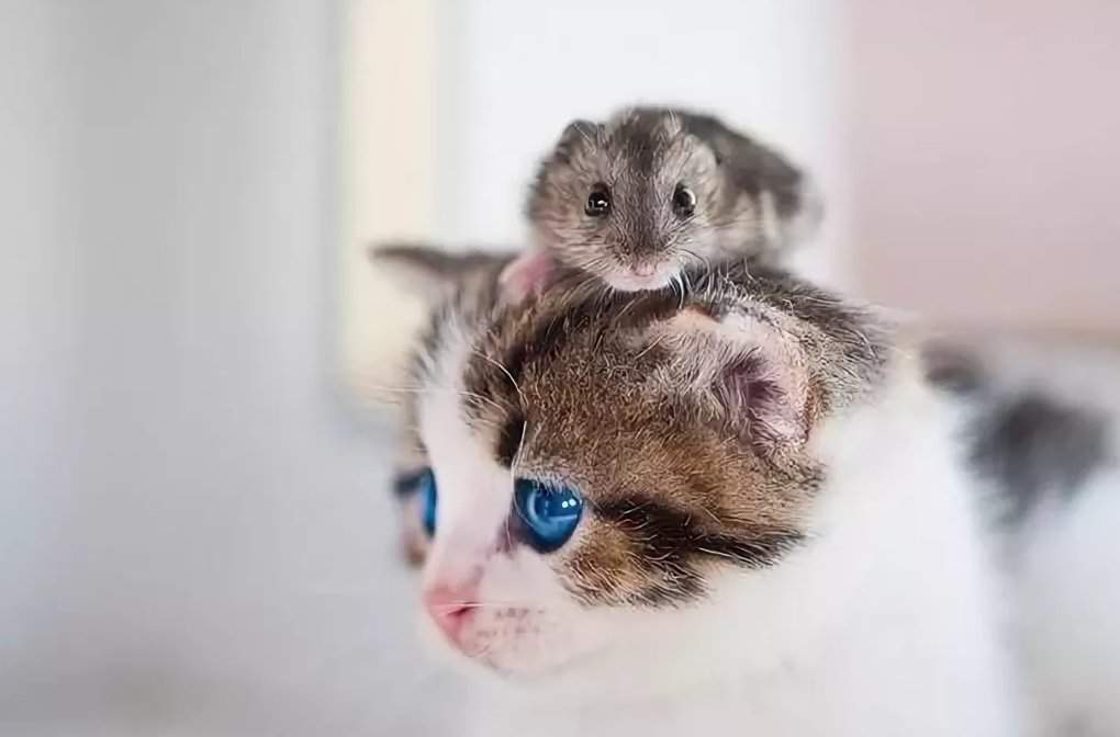 Кошка и хомяк в квартире, смогут ли они подружиться или кошка съест хомяка