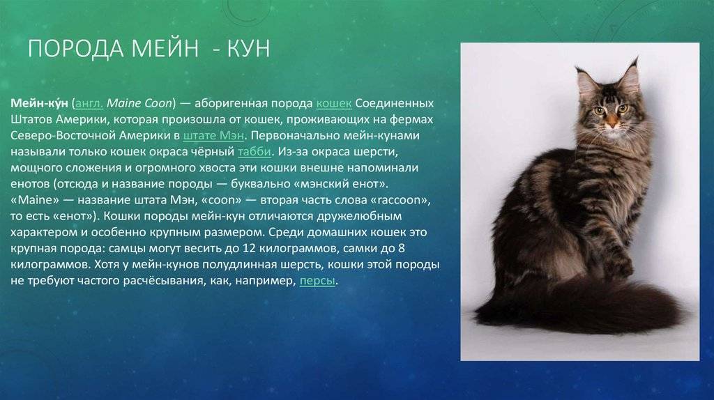 Самые большие породы кошек: особенности, описание, примеры размеров