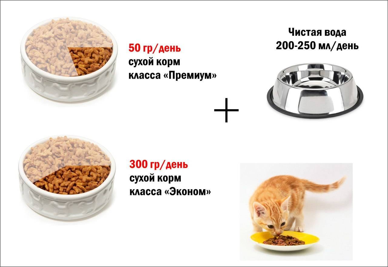 Из чего делают корм для кошек