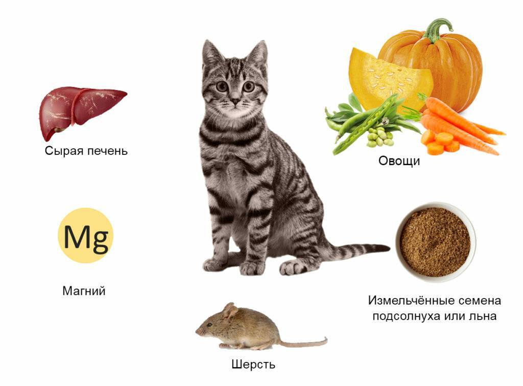 Какие овощи давать кошке и в каком виде?